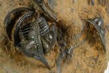 Onnia Trilobite Cluster - Blekos, Morocco #381641-3